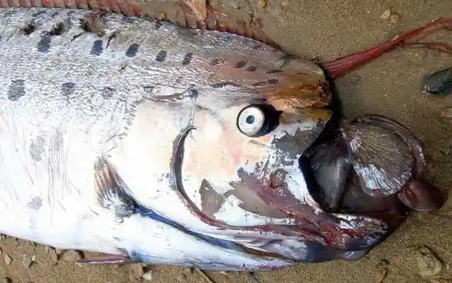 皇带鱼是什么鱼?