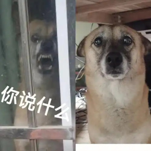 两副面孔狗骂人与被骂