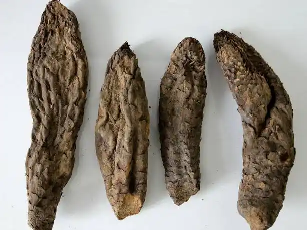 素有"沙漠人参"之美誉肉苁蓉具有抗衰老,提高肾功能等效果