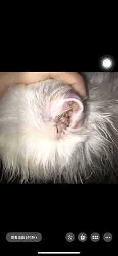讨论猫咪这个耳朵是猫癣吗
