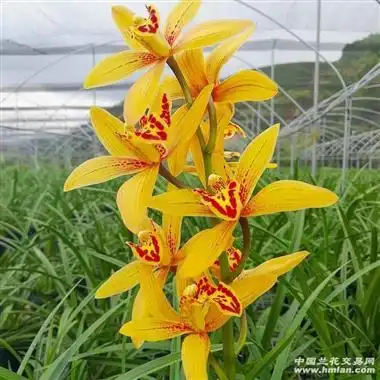 年霄花【东方美人】4苗带1花苞! - 中国兰花交易网