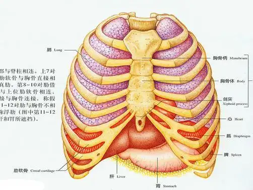 说明人体全身之气皆汇集于胸中,如胸部受损必然会引起气机升降失司,故