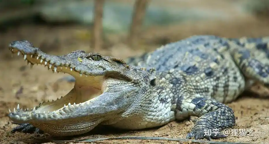 长江武汉段发现多条鳄鱼!疑均为暹罗鳄,官方:属实,正在处理