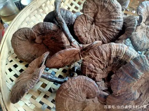 广西三江大山里的野生灵芝