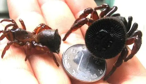 云南现金钱活门蛛 难道这种蜘蛛会生金钱吗 里氏盘腹蛛多少钱一只