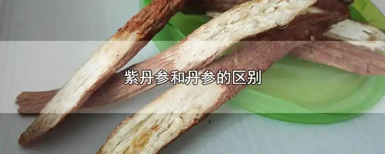 生活知识科普紫丹参和丹参的区别