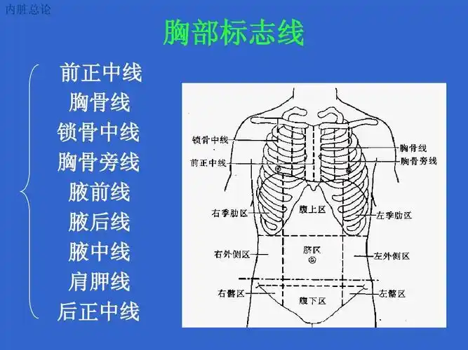 线 前正中线 胸骨线 锁骨中线 胸骨旁线 腋前线 腋后线 腋中线 肩胛线