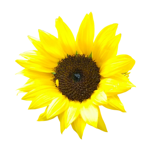 黄色葵花向日葵太阳花花朵免扣素材