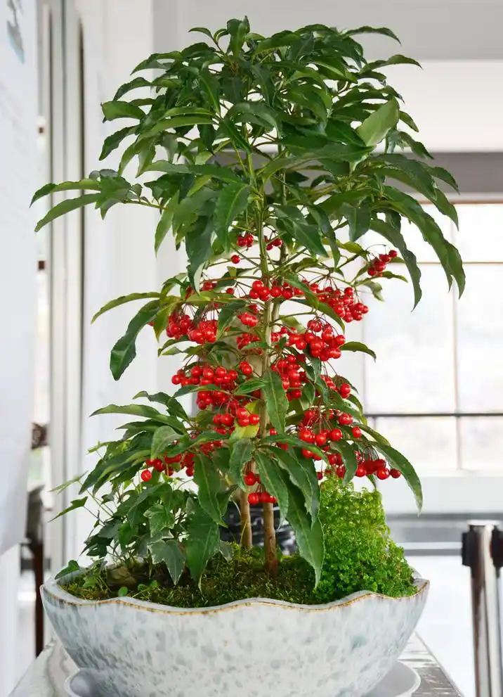 家里养一盆富贵子全年万紫千红金玉满堂