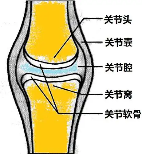 关节的结构模式图