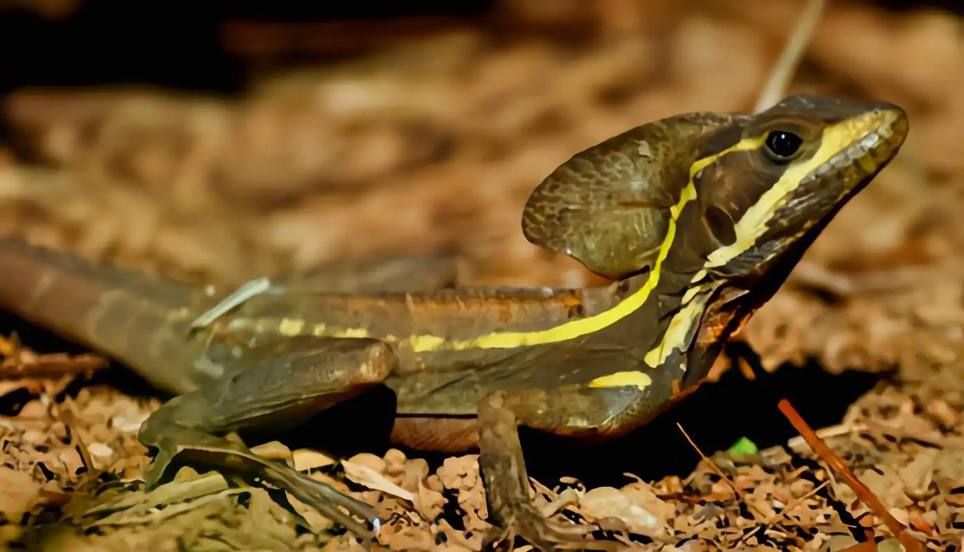 每天认识一种动物——芒腹冠蜥 芒腹冠蜥原产于中美洲墨西哥南部到