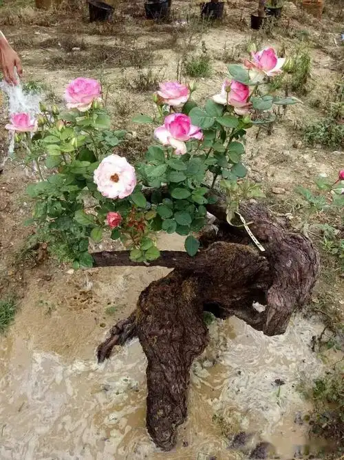 少有人养过的月季老桩盆景价格居然比普通月季贵几十倍