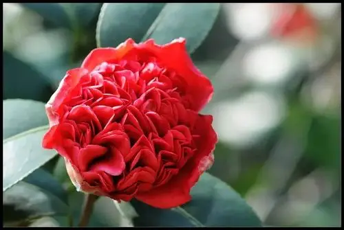 红艳艳的鹤顶红茶花