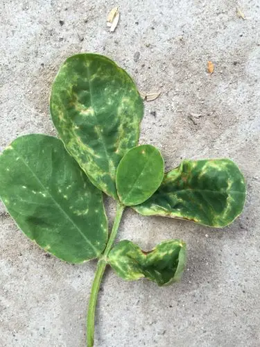 花生叶子这个状况,是什么病