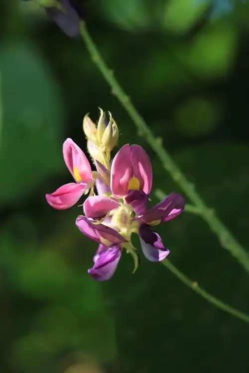 自然散步 | 中国人喜爱的葛,为何到了美国成了"恶魔"?_新浪财经_新浪