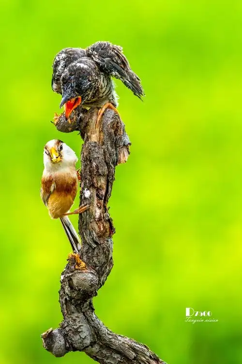 震旦鸦雀与杜鹃鸟22