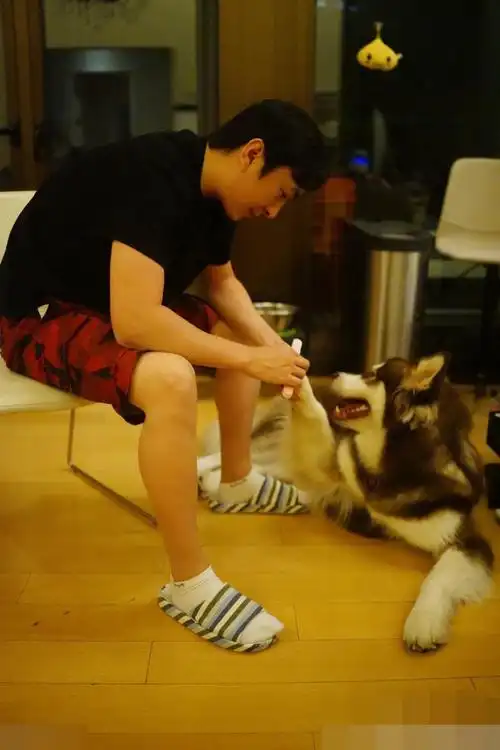 王思聪给宠物狗发红包现金奢侈品一应俱全