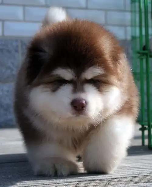 雪橇萌犬阿拉斯加