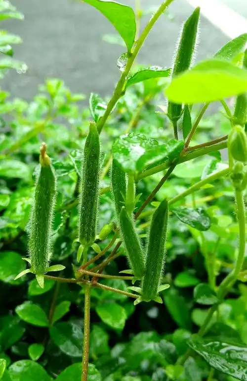 花卉 酢浆草硕果