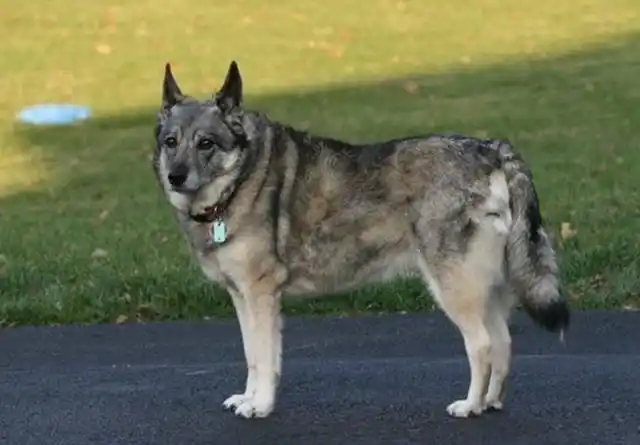 挪威猎糜犬是一种强壮,勇敢,忠诚和聪明的狩猎犬,它们在北欧地区已经