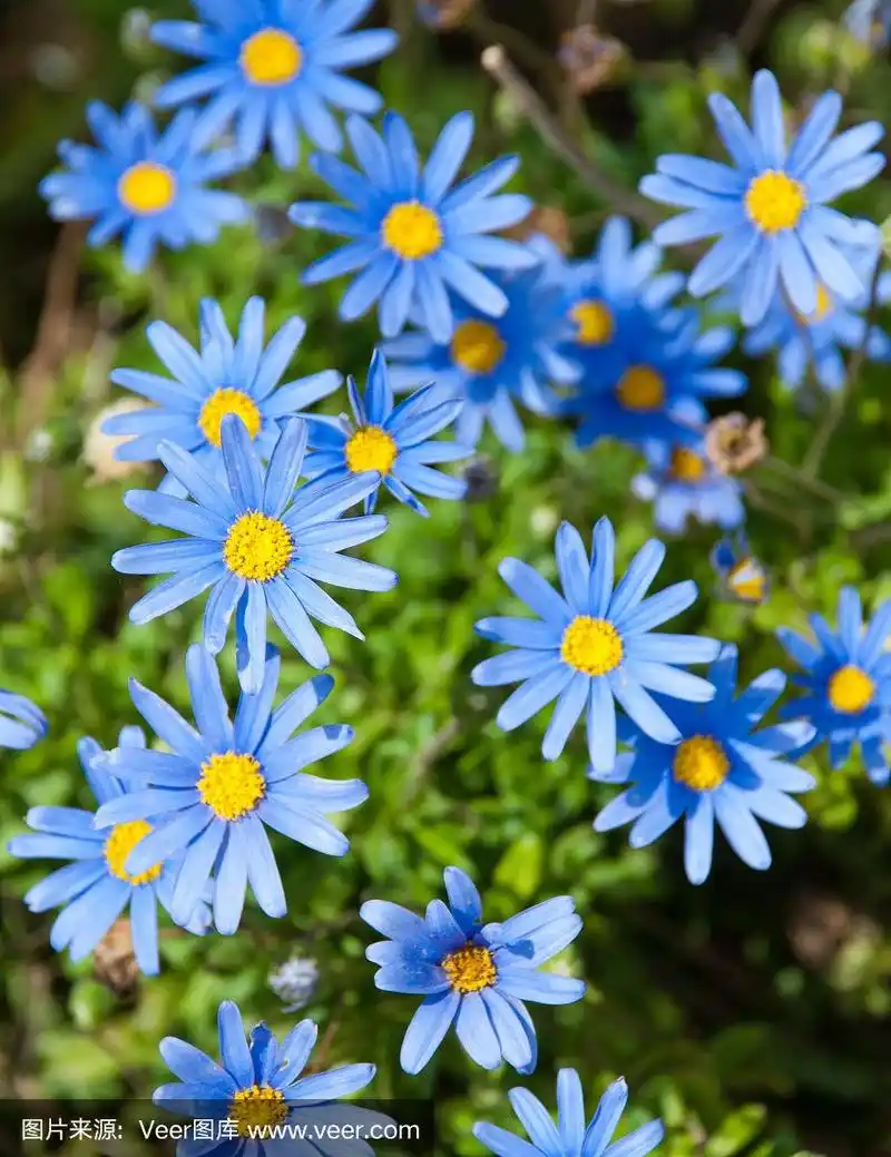 蓝色的雏菊