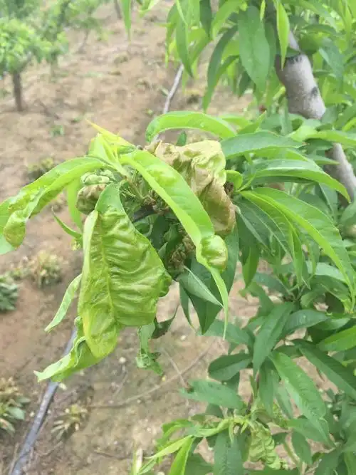 桃树缩叶病大面积发生～急坏果农!