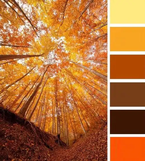 配色|大自然的调色板,一下就有了秋天的味道