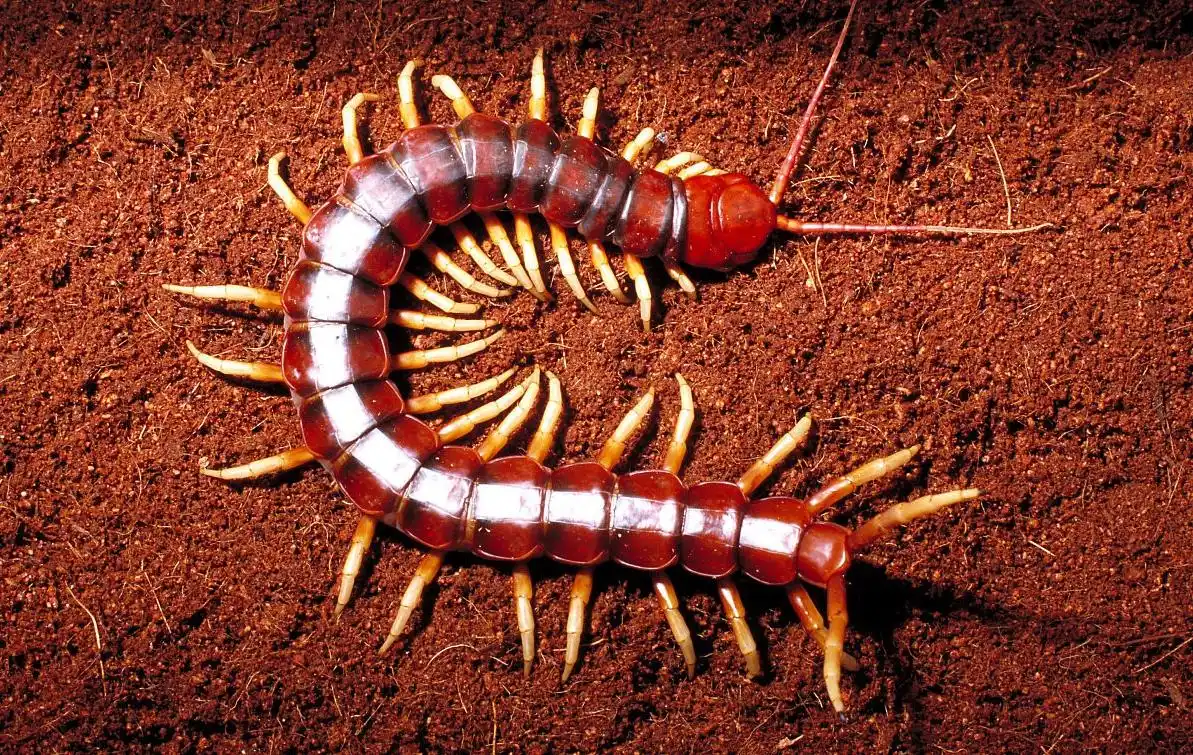 广州海滩发现巨型海蜈蚣,一条腿就有120斤重!最后一张不忍直视