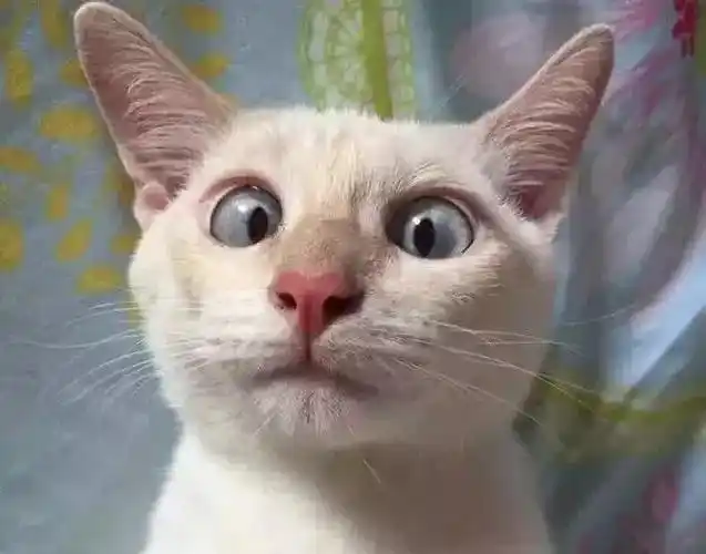 猫咪闯祸被抓包,想要借逗比表情包求原谅,就你会演