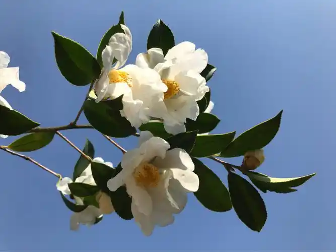 写美篇茶树花的功效与作用