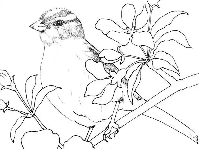 简笔画花鸟过程图云无心以出岫鸟倦飞而知还