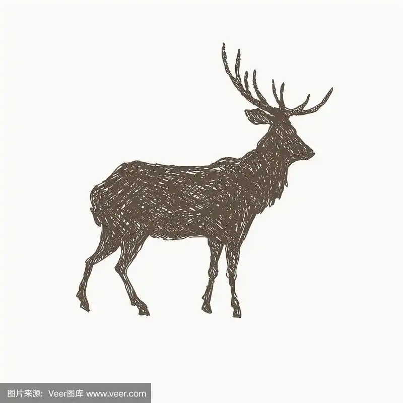 鹿手绘孤立在白色背景,矢量插图