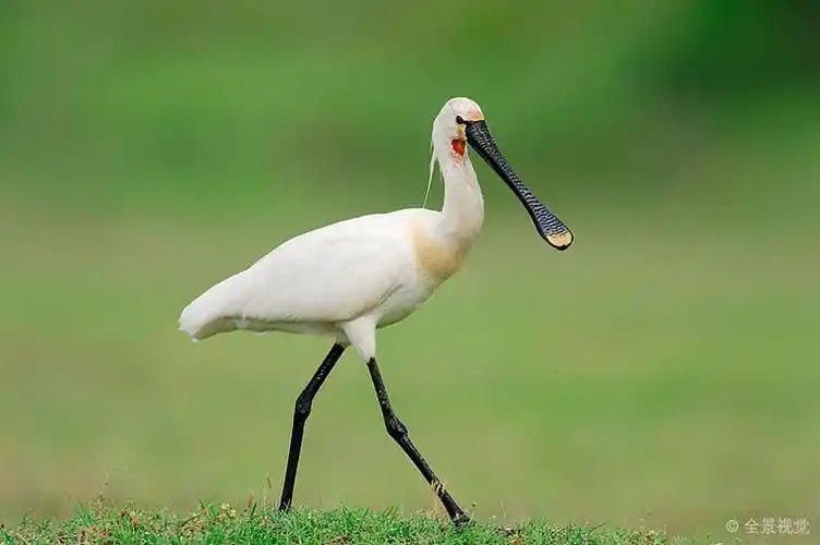 白琵鹭_普通_篦鹭_中马其顿_希腊_欧洲_高清图片_全景视觉