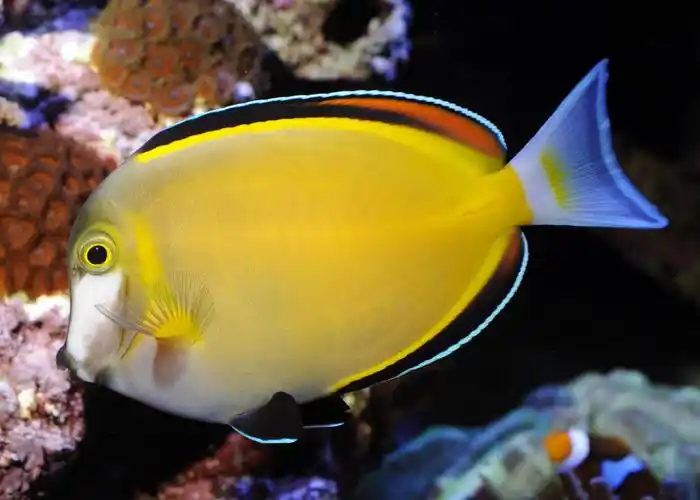 七彩吊鱼海水观赏鱼倒吊鱼水水族宠物活体顺丰鱼