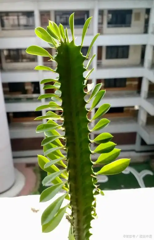龙骨花是一种珍贵的植物,属于植物界的被子植物类,也被称为"龙骨植物"