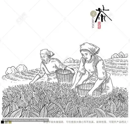 采茶女插画