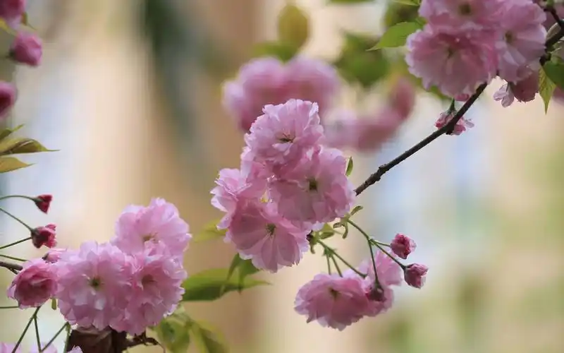 唯美盛开的粉色樱花图片电脑壁纸