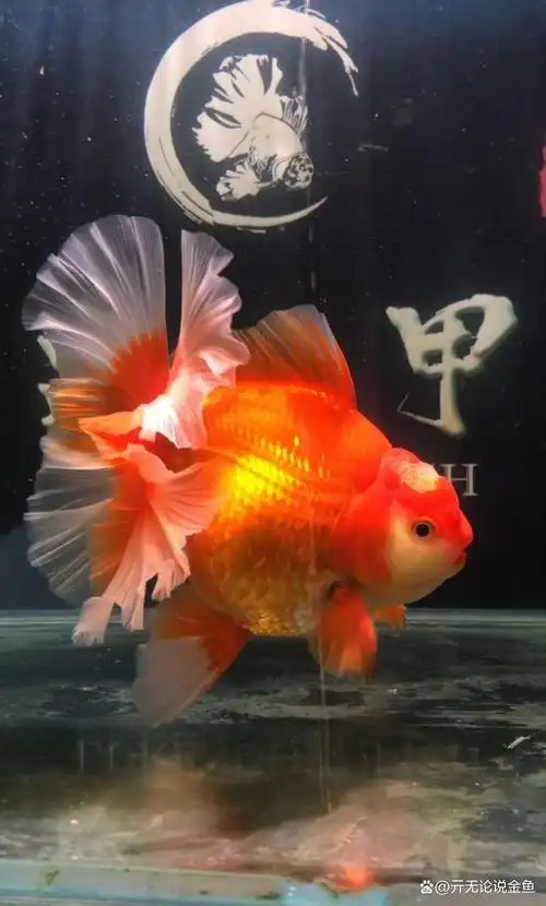 泰狮金鱼的挑选一些建议