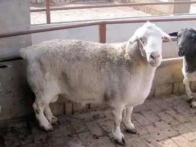 肉羊展示 --- 夏洛莱羊