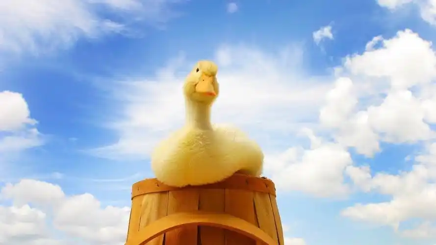 可爱的小鸭子天空壁纸