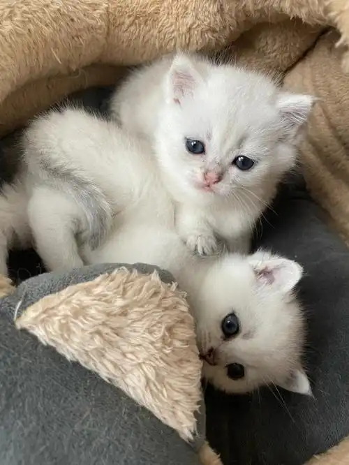 金渐层和银点配出来的是银渐层吗