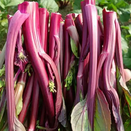 轻恋新品红梗菜湖北特产新鲜蔬菜红菜苔菜苔菜芯5斤精品保鲜装