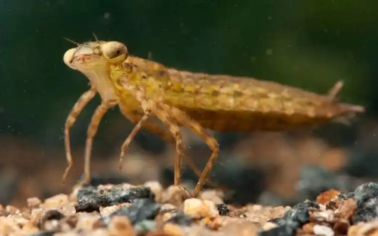 精彩片段蜻蜓幼虫捕食豆娘夫妇大难临头各自飞