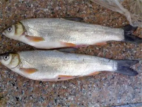 细鳞鱼多少钱一斤细鳞鱼有什么特点和喜好呢