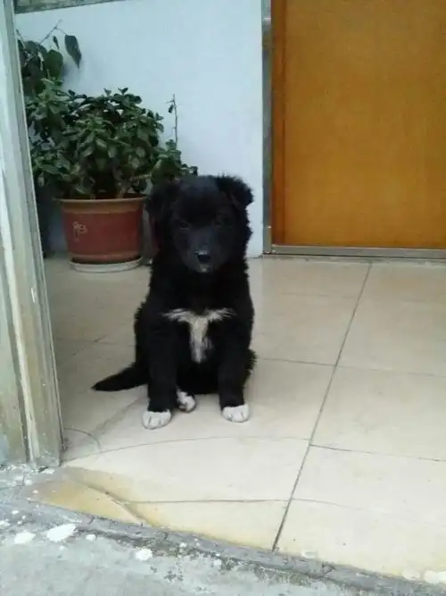 特可爱!是笨狗吗?