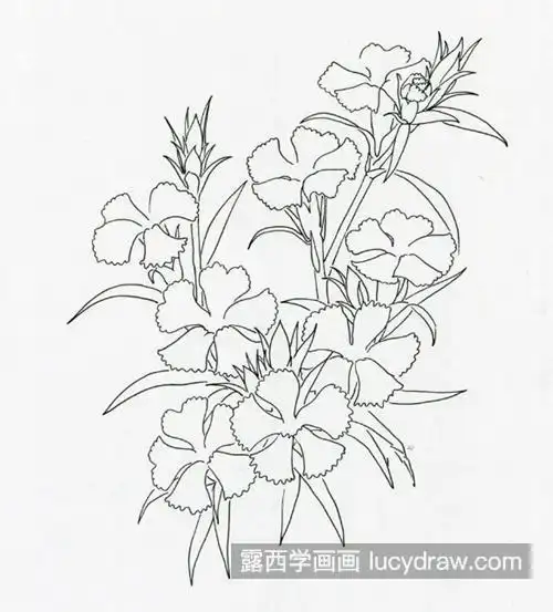石竹花线描如何画?单色线物体的画法是什么?