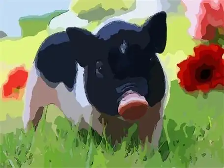 1971年属猪人2020年运势女性 50岁生肖猪2020年哪些运势欠佳