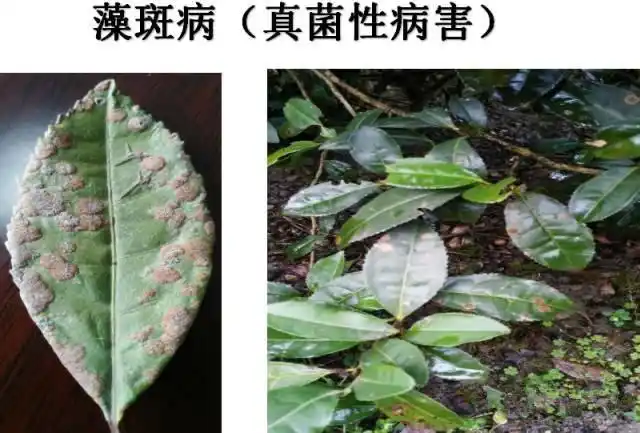 茶膏药病:加强介壳虫的防治;人工刮除菌膜;在冬季可用波尔多液或20%的