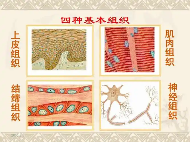 所有分类 自然科学 生物学 《动物体的结构层次》ppt 四种基本组织 上