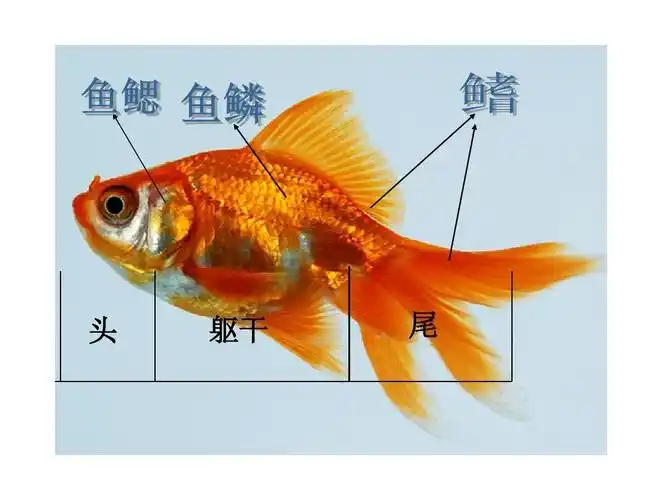 教科版_小学科学_三年级_上册_第二单元_动物有哪些